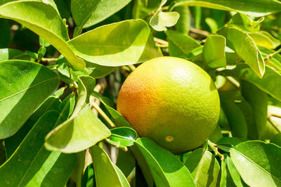 Close-up of orange fruit growing on tree