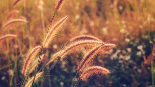 Close-up of reed growing on field