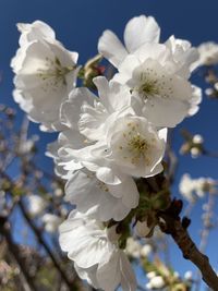 Close-up of white cherry blossoms