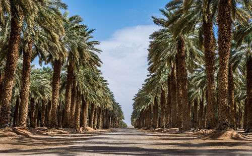 Surface level of empty road along palm trees