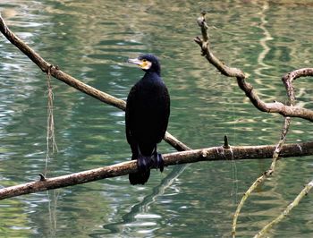 Bird perching on branch in lake
