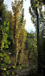 Plants growing on tree
