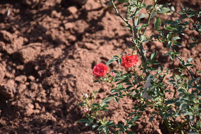 Close-up of red flowers on plant