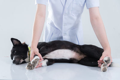 Midsection of a dog with cat