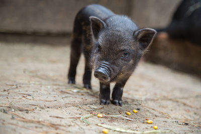 Funny black piglet on a farm looking at the camera with curiosity