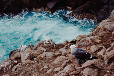 Seagull perching on rock by sea