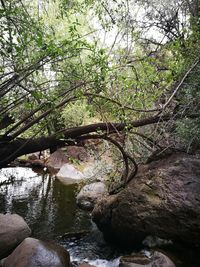 River flowing through rocks in forest