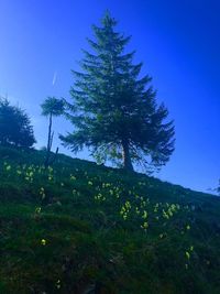 Trees on field against sky