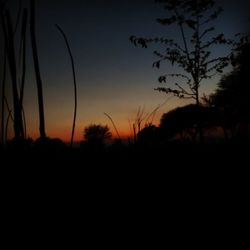 Silhouette of trees at sunset