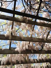 Low angle view of tree against sky