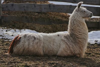 Portrait of a llama seen in profile, side view