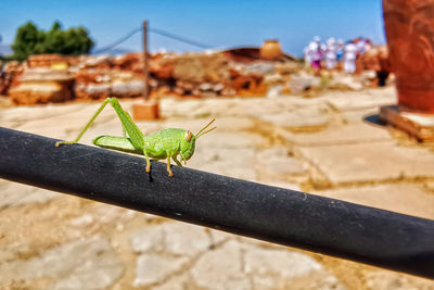 Close-up of insect on wall