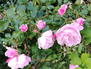 Close-up of pink flowers in park