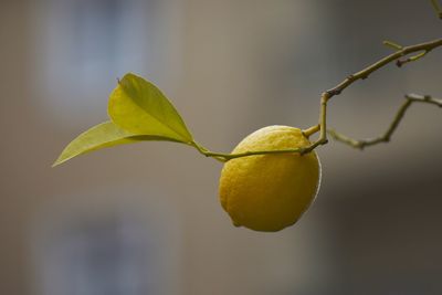 Close-up of lemon growing on tree