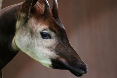 Close-up of okapi