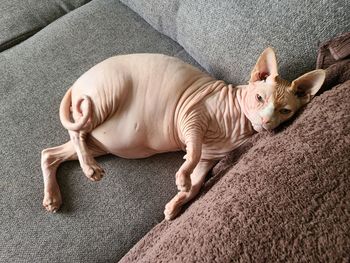 High angle view of sphinx hairless cat resting on sofa