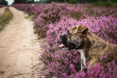 View of a dog on field