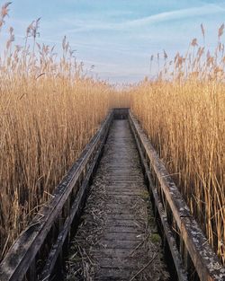 Road passing through field