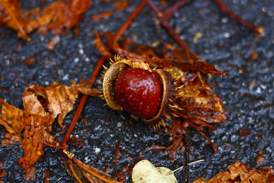 High angle view of chestnut with raindrops on asphalt 