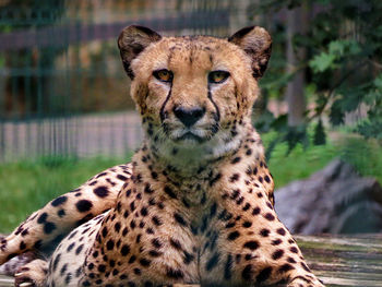 Portrait of a cheetah 