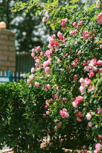 Low angle view of pink flowering plants