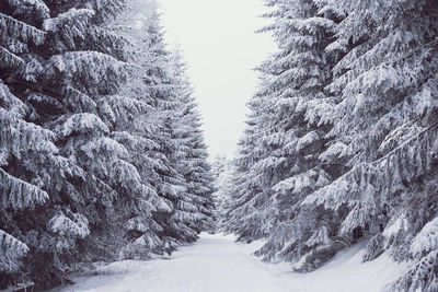 Snow covered trees against sky