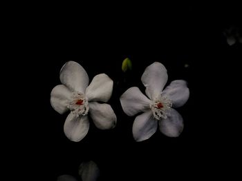 Flowers against black background