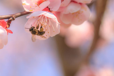 Close-up of bumblebee on cherry blossom