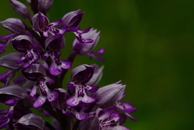 Close-up of purple flowering plant