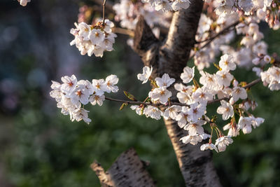 Close-up of cherry blossom tree