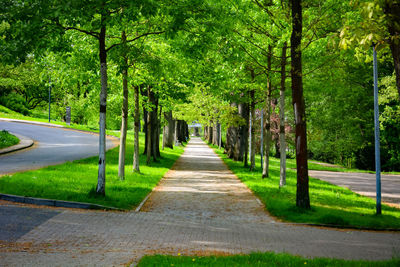 Footpath amidst trees in park