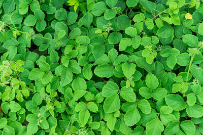 Full frame shot of plants