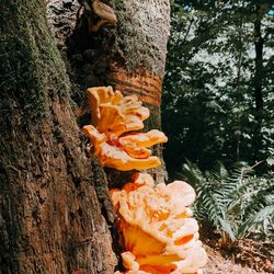 Close-up of mushrooms growing on tree trunk