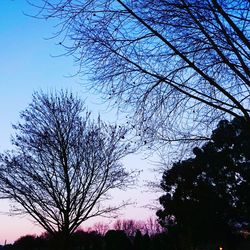 Low angle view of silhouette trees against blue sky