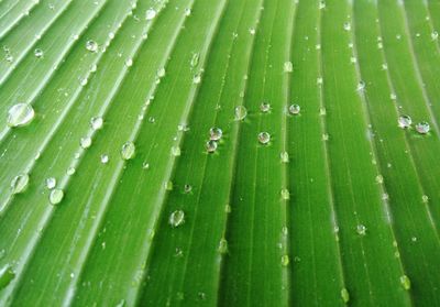 Full frame shot of leaf