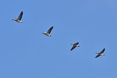 Low angle view of seagulls flying