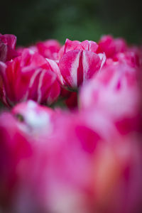 Close-up of pink rose flower