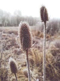 Close-up of thistle on field