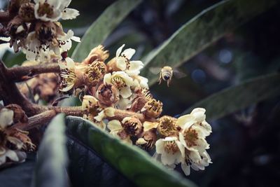 Low angle view of bee flying by flowers growing on plant