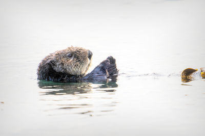 High angle view of a sea otter in moss landing, california.