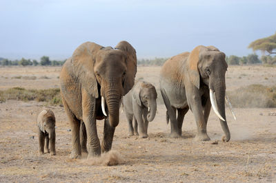 Herd of elephant