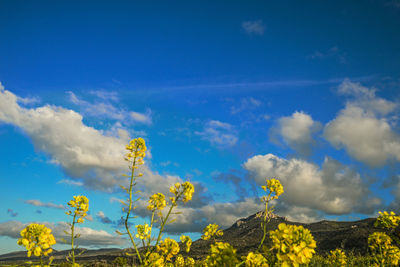 Yellow flowers against blue sky