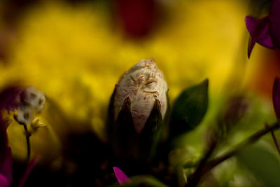 Close-up of butterfly on flower