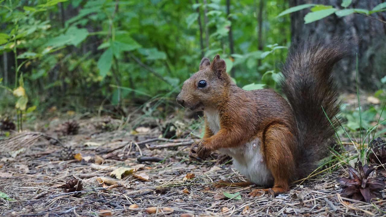 animal wildlife, mammal, animal, animal themes, rodent, one animal, animals in the wild, land, squirrel, vertebrate, tree, focus on foreground, no people, nature, day, field, plant, brown, close-up, forest, outdoors, herbivorous