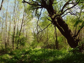 Trees in forest