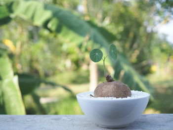 Close-up of fruit on table