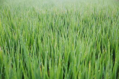 Full frame shot of grass in field