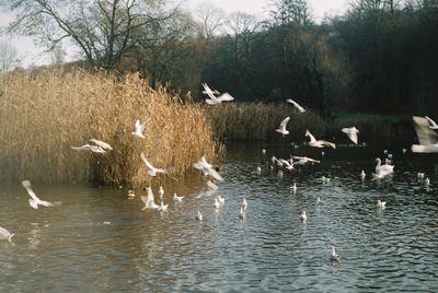 Birds flying over lake against sky