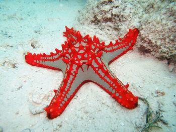 High angle view of starfish on sea shore