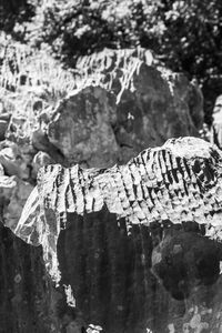 Close-up of lichen on rock